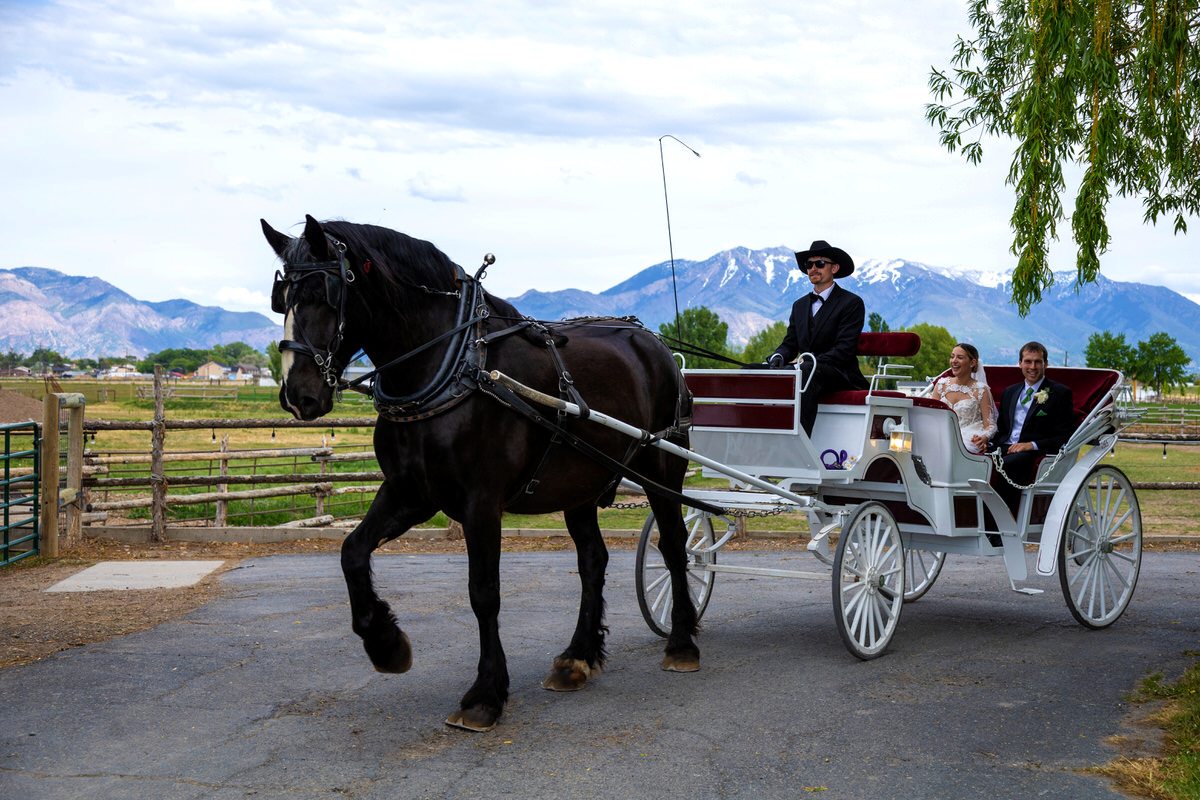 Bride and groom riding in a white horse-drawn carriage led by a large black draft horse with snowy mountains in the background.